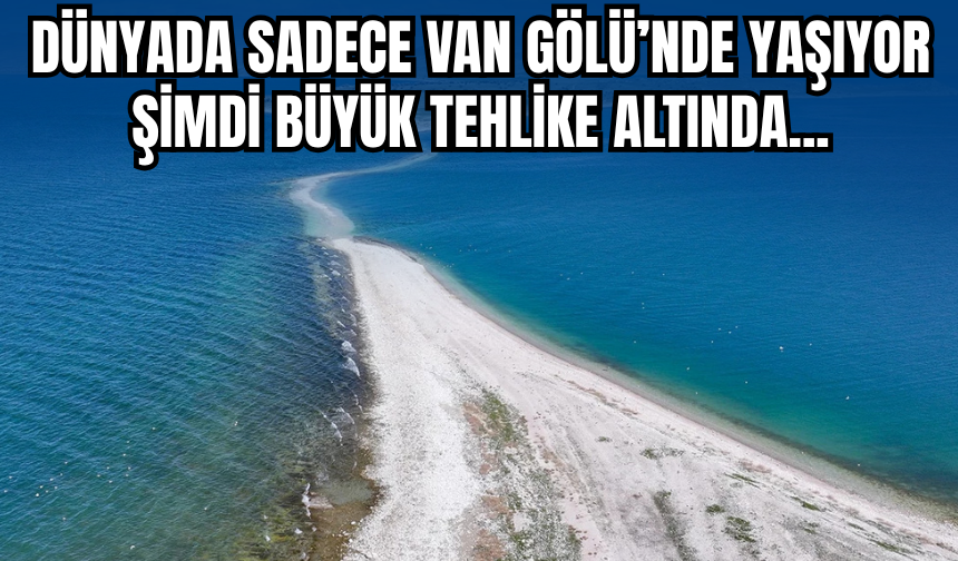 Van Gölü’nün Eşsiz Balığı Yok Olabilir!