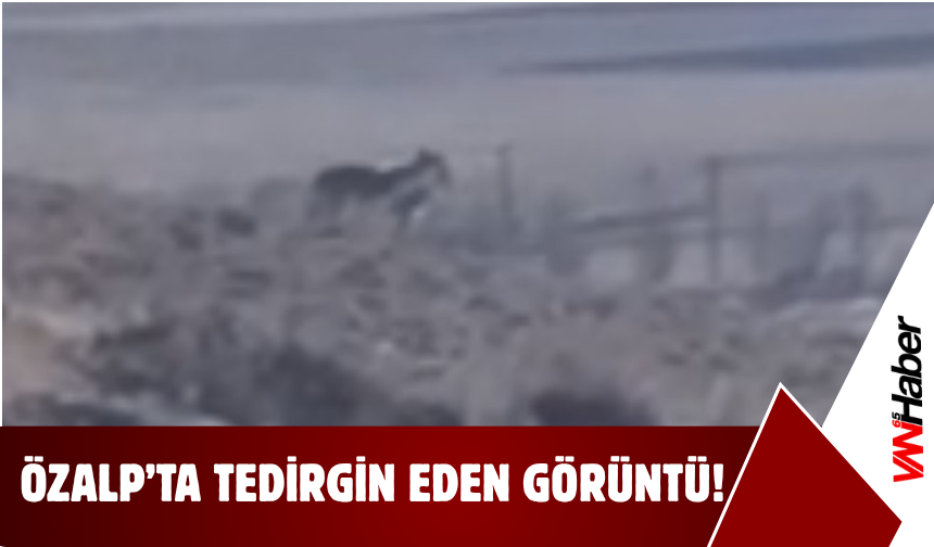 Özalp Kırsalında Tedirgin Eden Görüntü!
