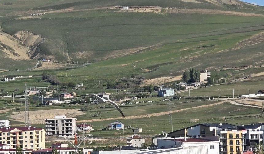 Van’da Çevre Kirliliği Yaban Hayatını Vuruyor