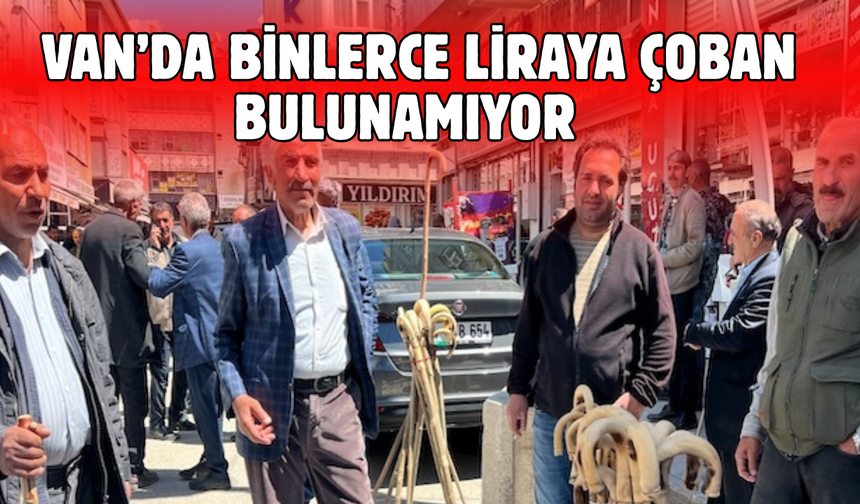 Van’da 120 bin liraya çoban bulunamıyor