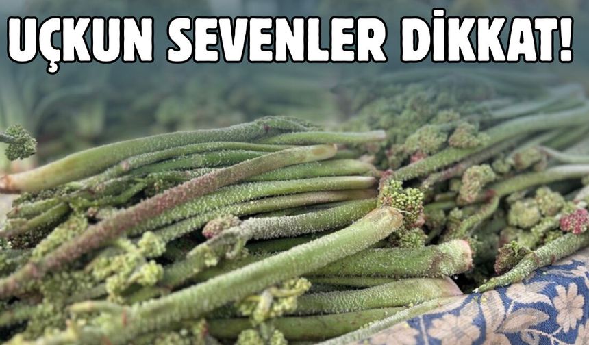 Uçkun Sevenlere Uyarı: 3 Faydası Var, Fazlası Zararlı Olabilir
