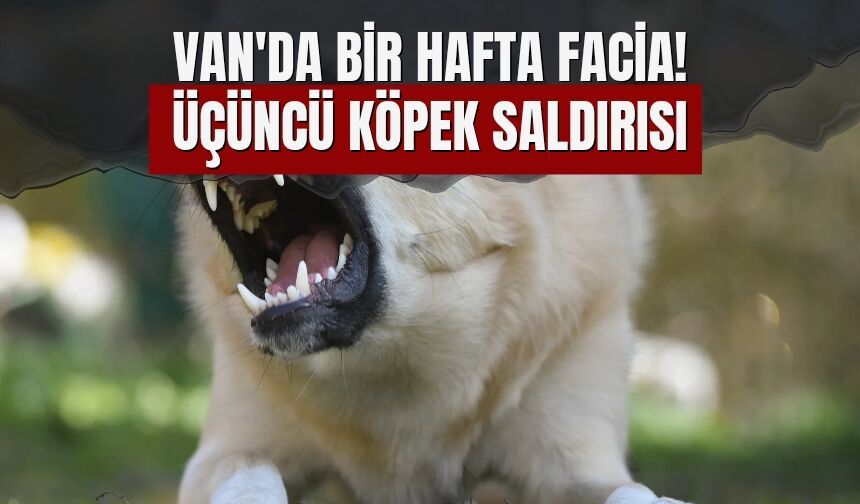 Van'da Bir Haftada Facia! Üçüncü Köpek Saldırısı