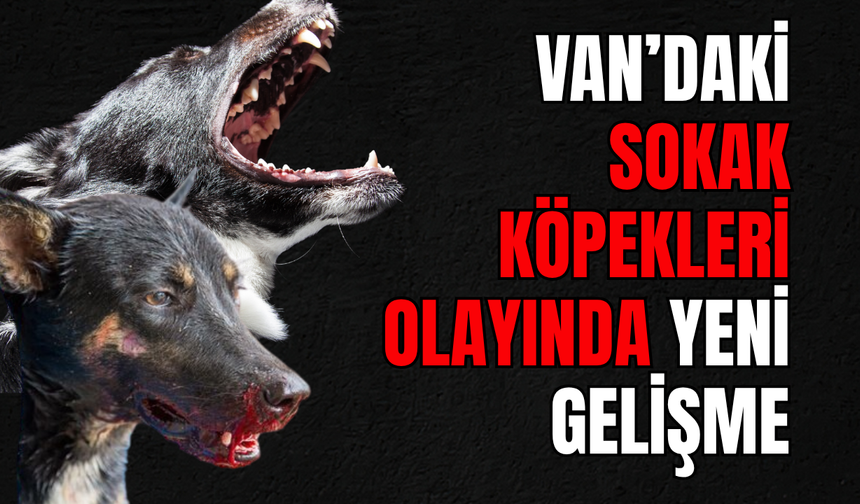 Van’da Sokak Köpekleri Olayında Sıcak Gelişme! Belediye İşçisi Serbest Bırakıldı!
