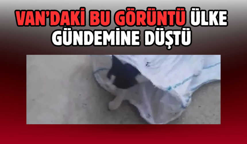 Van’da Kediye Eziyet Görüntüleri Tepki Çekti