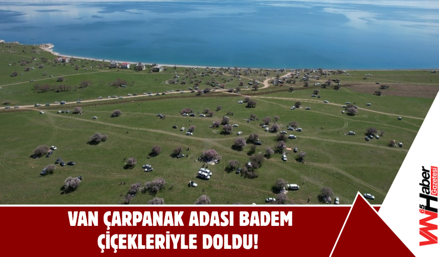 Van Çarpanak Adası Badem Çiçekleriyle Doldu!
