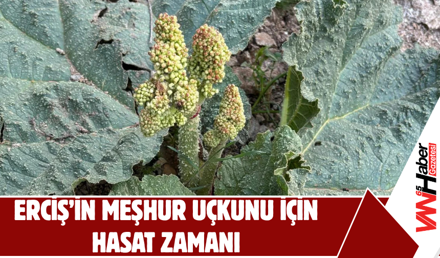 Erciş’in Meşhur Uçkunu Tezgâhlarda: Yayla Muzuna Yoğun İlgi
