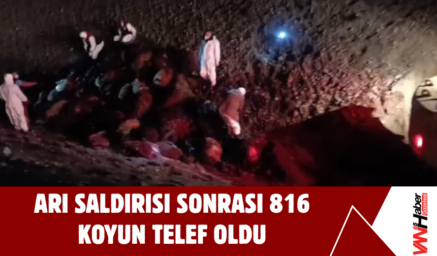 Iğdır’da Arı Saldırısı Sonrası 816 Koyun Telef Oldu!