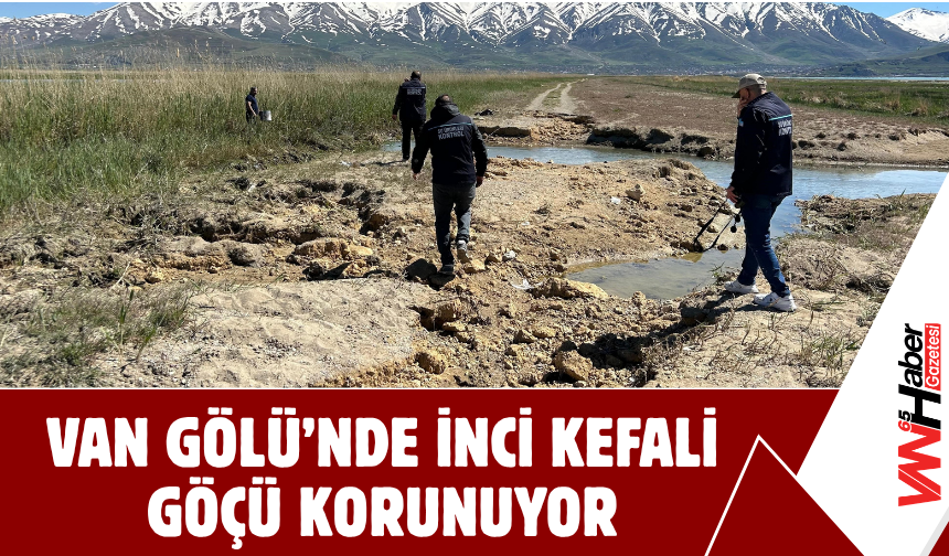 Van Gölü’nde İnci Kefali Göçü Korunuyor