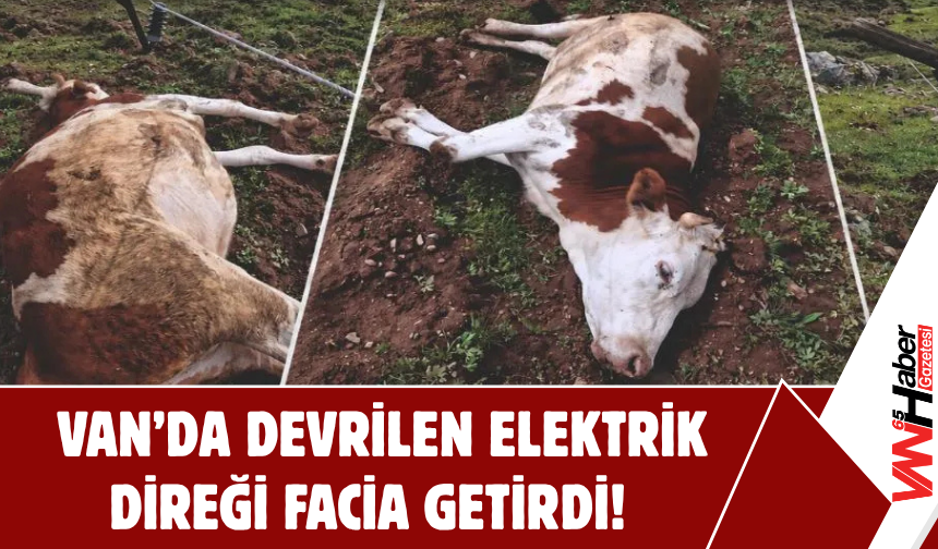 Erciş’te Devrilen Elektrik Direği Nedeniyle Büyükbaş Hayvan Telef Oldu!