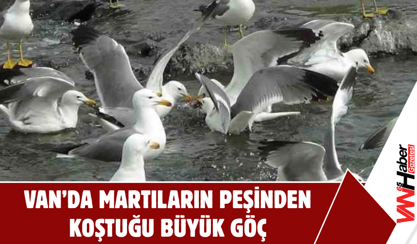 Van'da Akıntıya Karşı Kefaller Havada Martılar!