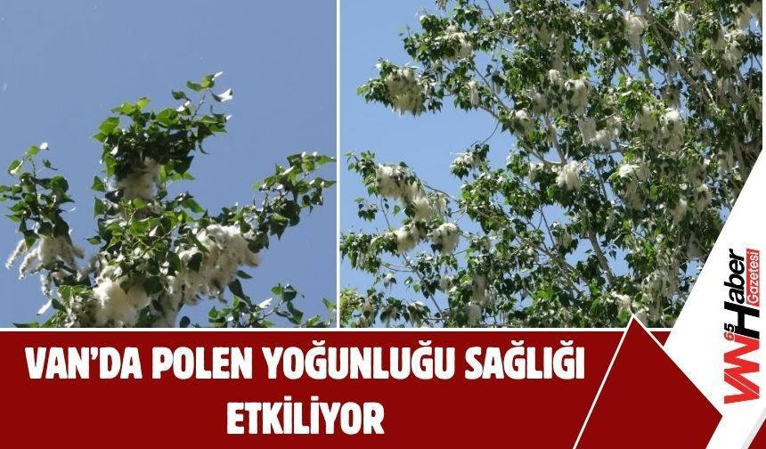 Van’da Polen Yoğunluğu Sağlığı Etkiliyor