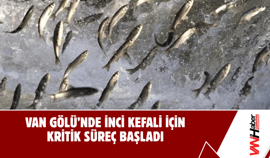 Van Gölü’nde İnci Kefali İçin Kritik Süreç Başladı