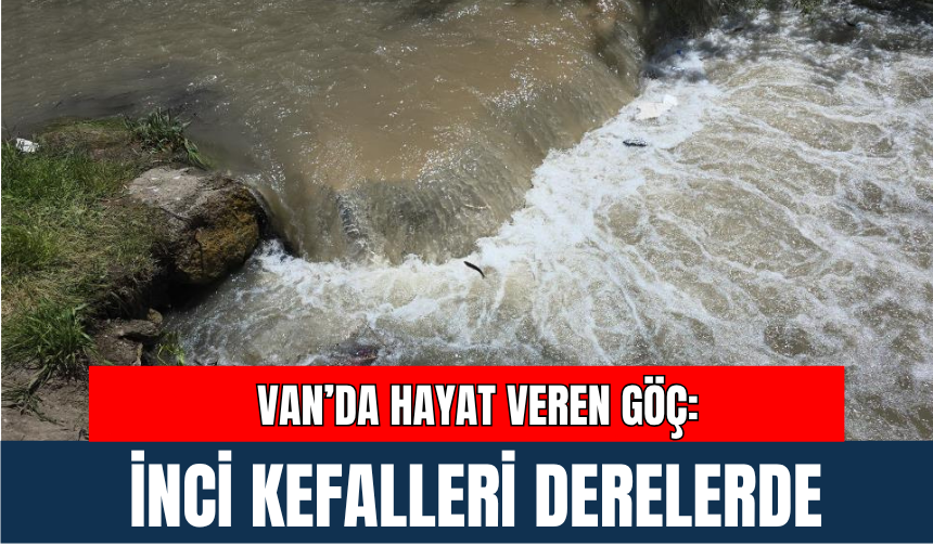 Van’da Hayat Veren Göç: İnci Kefalleri Derelerde
