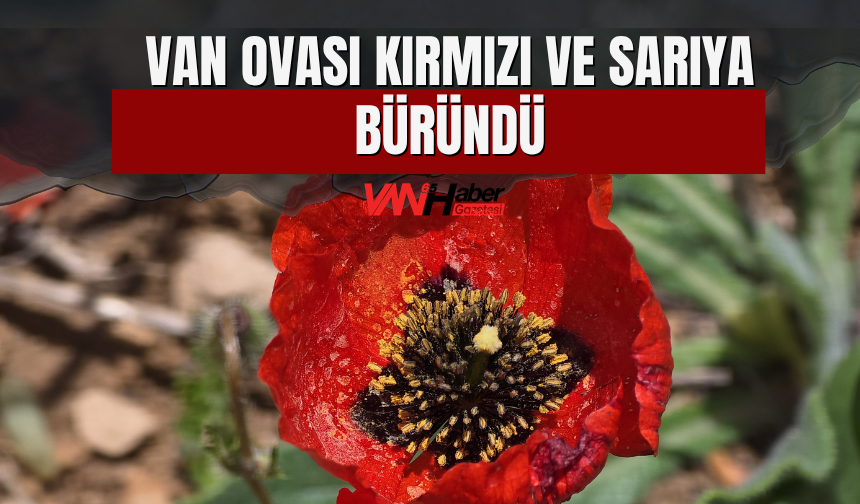 Van Ovası Kırmızı Ve Sarıya Büründü