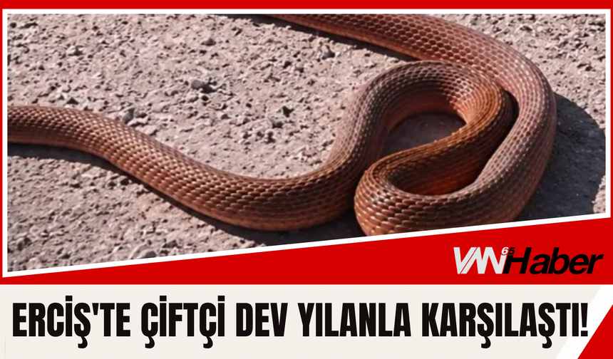 Erciş'te Çiftçi Dev Yılanla Karşılaştı!