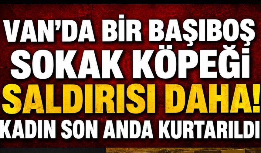 Van'da Başıboş Köpeklerin Saldırısına Uğrayan Kadın Yaralandı