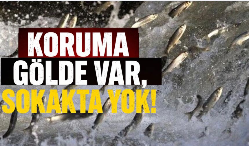 Van Balığı İçin Gölde Koruma Var, Sokakta Yok!