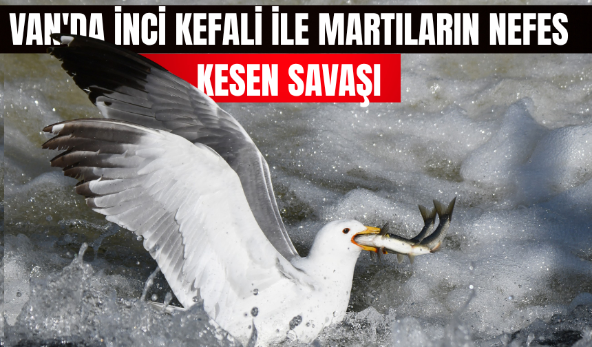 Van'da İnci Kefali ile Martıların Nefes Kesen Savaşı!
