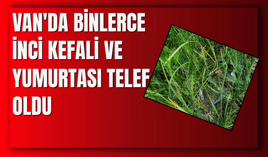 Van'da Binlerce İnci Kefali ve Yumurtası Telef Oldu! İşte Nedeni...