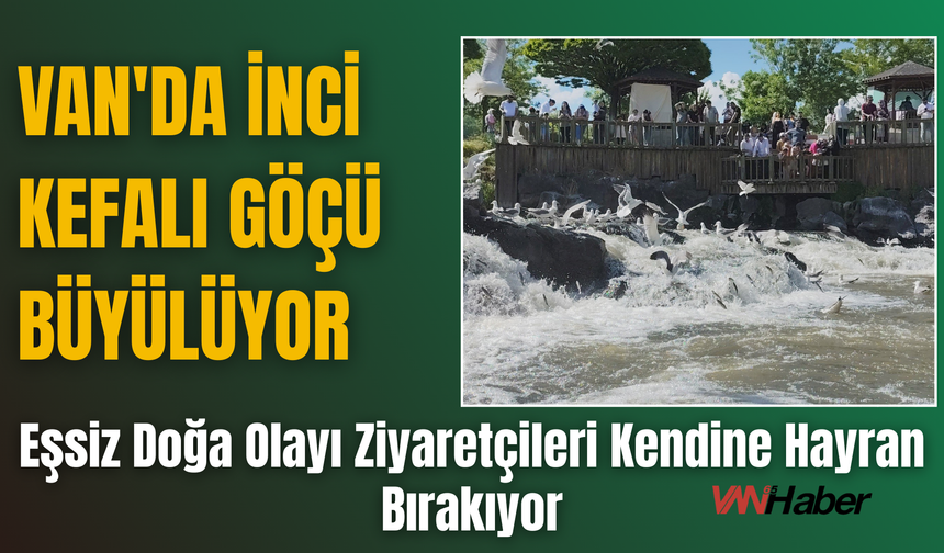 Van'da İnci Kefali Göçü Büyülüyor!
