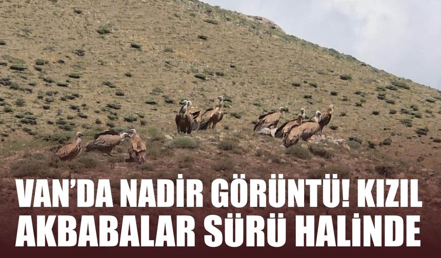 Van’da Nadir Görüntü! Kızıl Akbabalar Sürü Halinde