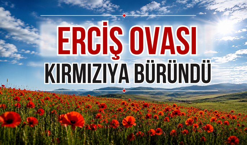 Van’ın Erciş Ovası Gelinciklerle Kırmızıya Büründü