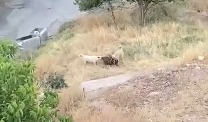 Sokak Köpekleri Dehşet Saçtı: 2 Keçi Telef Oldu