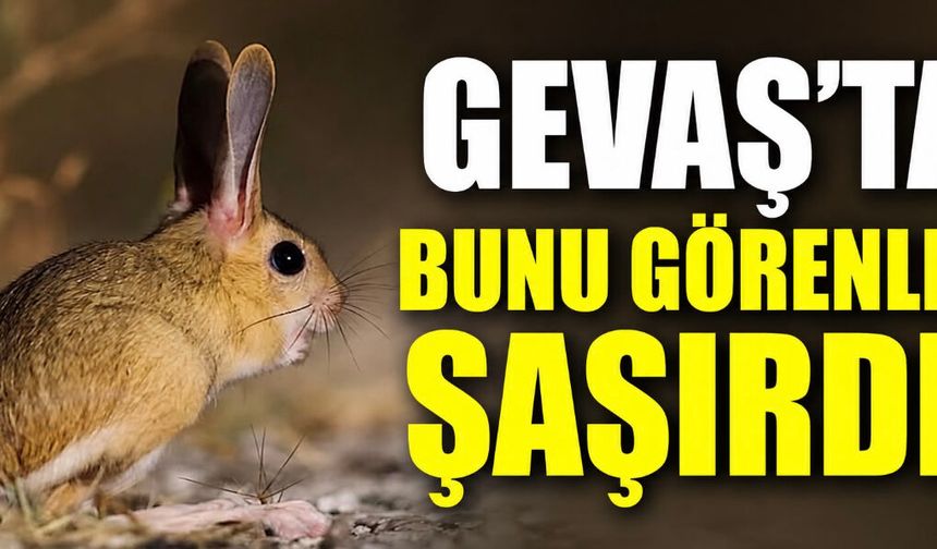 Van'da Nadir Rastlanan Arap Tavşanı Görüntülendi! Uzun Kulakları Dikkat Çekti