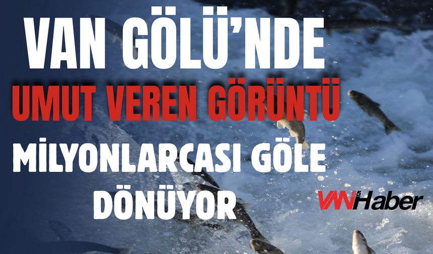 Van Gölü’nde Milyonlarca İnci Kefali Yavrusu Göle Dönüyor!