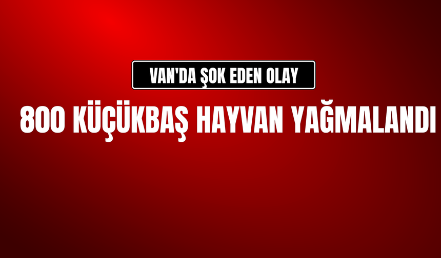 Van'da 800 Küçükbaş Hayvan Yağmalandı!