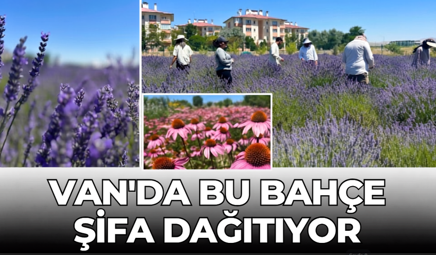 Van YYÜ’nün şifa bahçesi 300 bitki türüyle ilgi görüyor