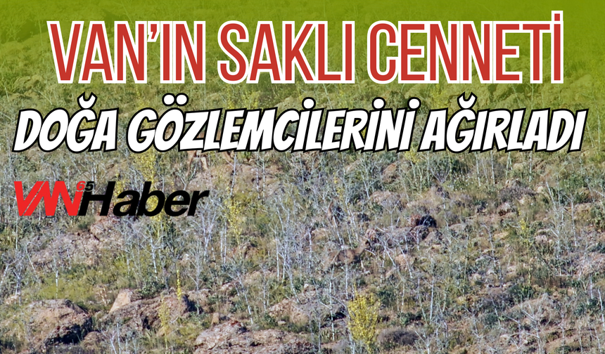 Van’da Nesli Tehlikedeki Tür Yıllar Sonra Görüntülendi!