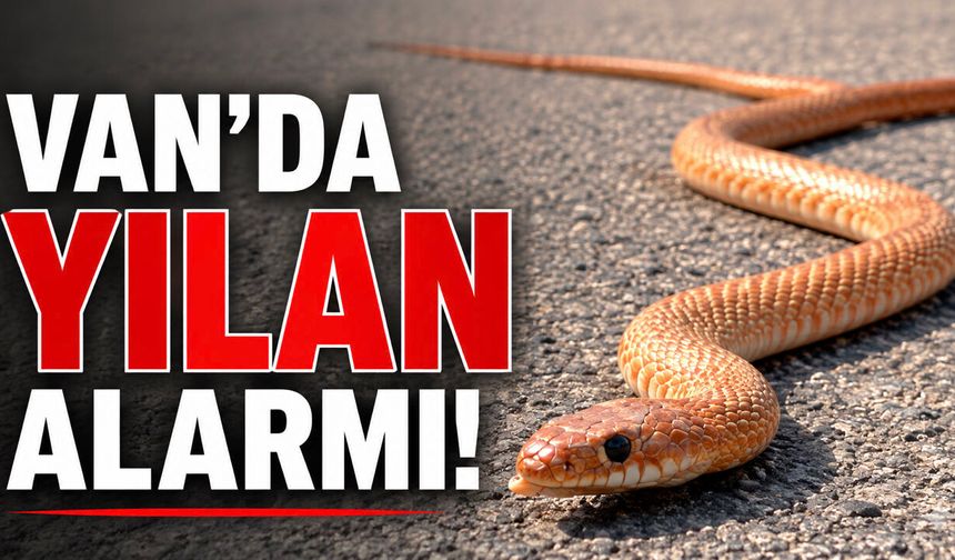 Van’da yılan alarmı!