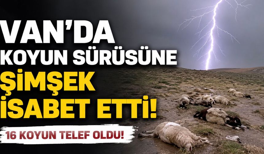 Van’da koyun sürüsüne şimşek isabet etti: 16 koyun telef oldu