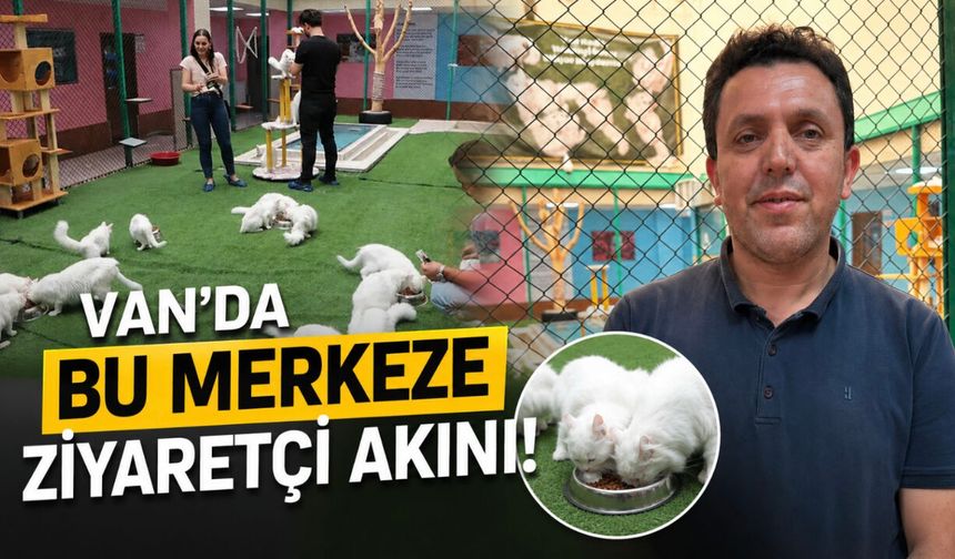 Suyu Seven Tek Kedi Türü Van’da! Van Kedileri Ziyaretçi Akınına Uğruyor!