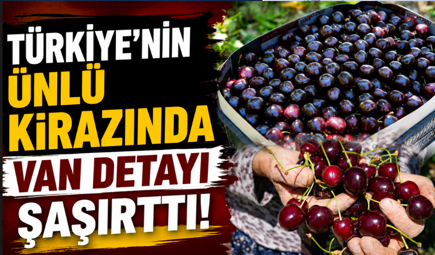 Çubuk kirazı, Van kirazının aşılanmasıyla geliştirildi