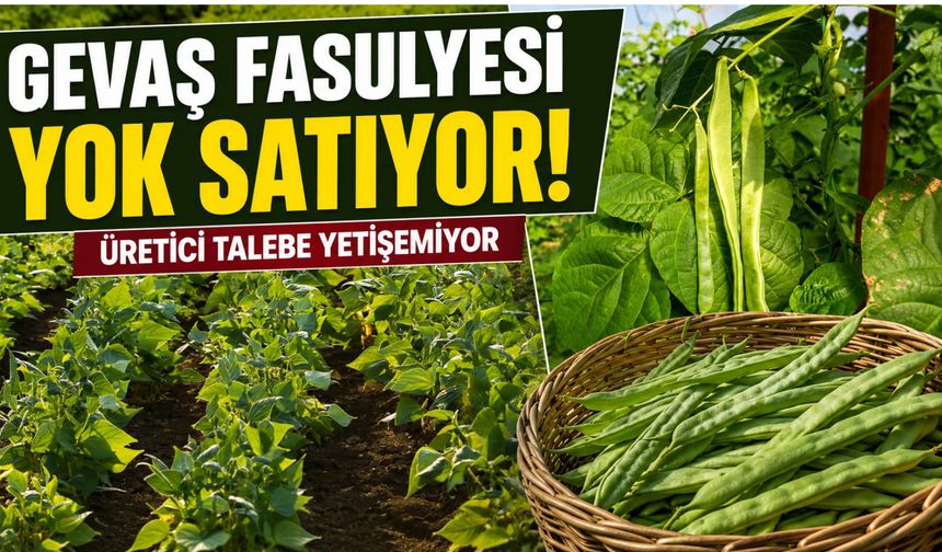 Gevaş Fasulyesi Yok Satıyor! Üretici Talebe Yetişemiyor