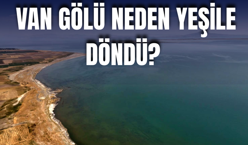 Van Gölü'nün Rengi Değişti! Adilcevaz Sahili Yeşile Büründü