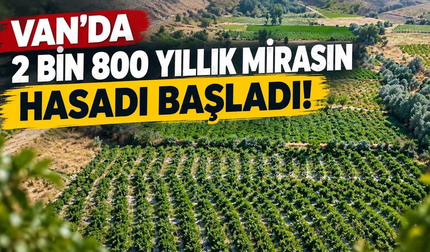 Erciş Karası’nın Hasat Yolculuğu Başladı
