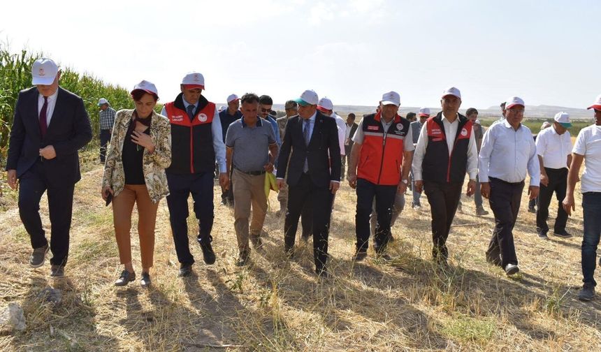 Tuşba’da Silajlık Mısır Hasadı Başladı