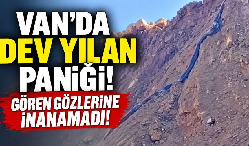Van’da dev yılan paniği! Gören gözlerine inanamadı