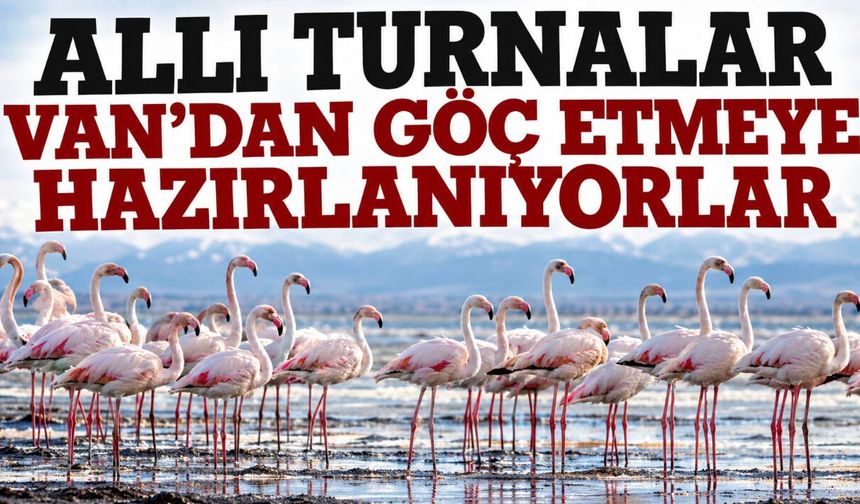 Allı turnalar Van’dan göç etmeye hazırlanıyor! Erçek Gölü’nde görsel şölen