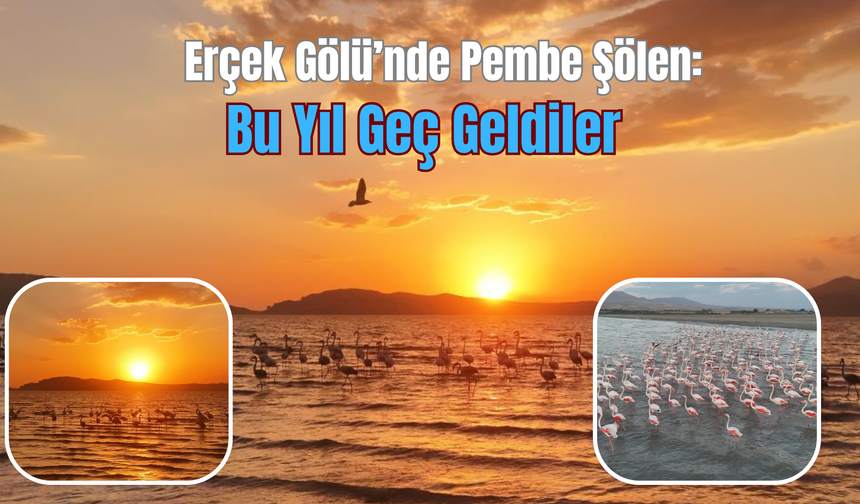 Erçek Gölü’nde Pembe Şölen: Bu Yıl Geç Geldiler