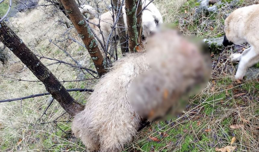 Tunceli’de kurt saldırısı! 14 koyun telef oldu