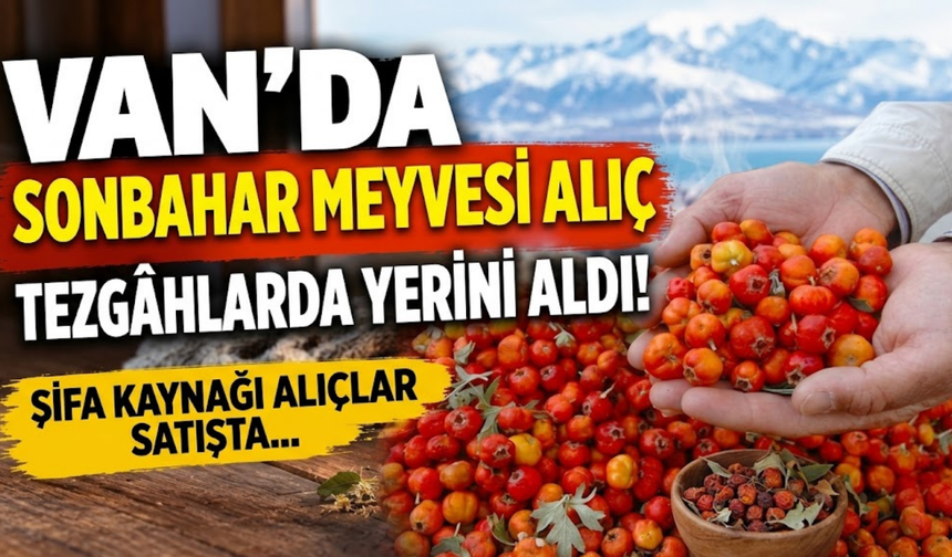 Van’da Sonbahar Meyvesi  Alıç Tezgâhlarda Yerini Aldı! Kilosu 250 TL