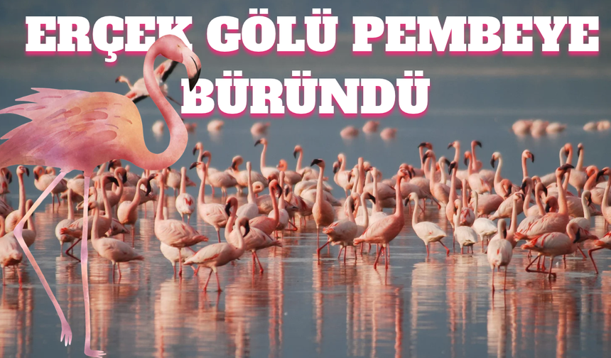 Van’da Pembe Şölen! Allı Turnalar Erçek Gölü’nü Renklendirdi