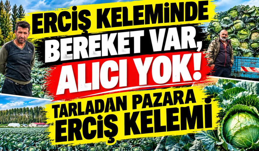 Erciş Keleminde Bereket Var, Alıcı Yok!