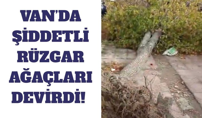 Van’da şiddetli rüzgar ağaçları kökünden söktü!