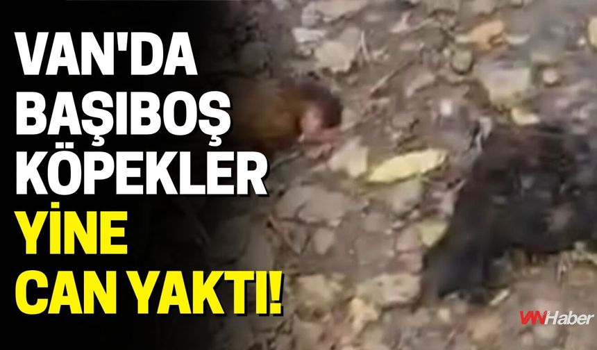 Van’da Başıboş Köpekler Kümese Girdi: 30 Tavuk Telef Oldu