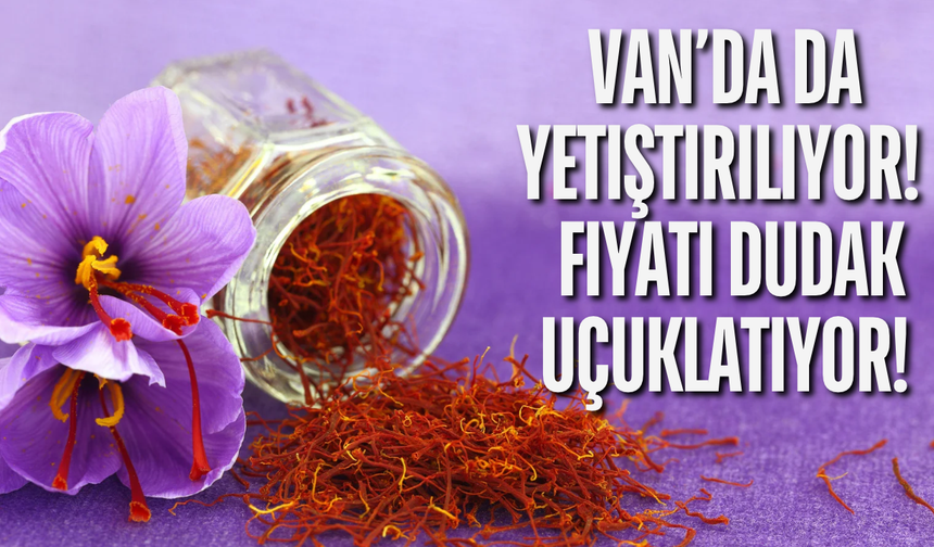 Van’da da Yetiştiriliyor! “Kırmızı Altın” Safranın Kilogramı 900 Bin Liraya Kadar Çıkıyor!